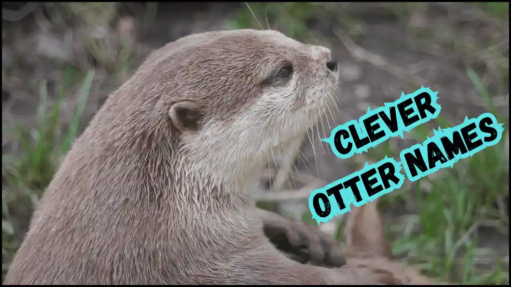 otter seems clever