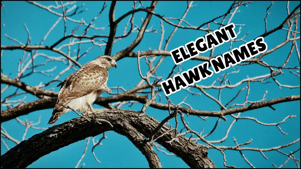 Hawk is sitting on the tree branches.