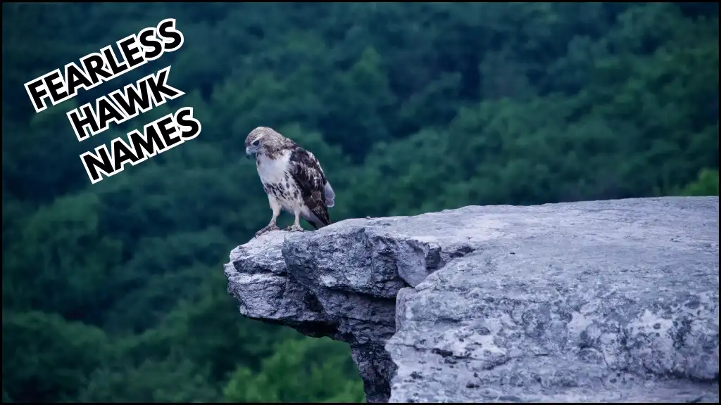A hawk is standing on the top of the mountains with fearless