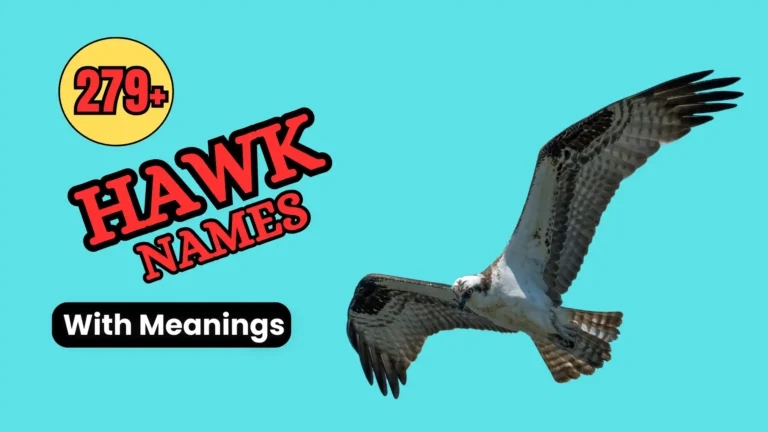 A hawk flying in the sky and also describe the Hawk names with meanings.