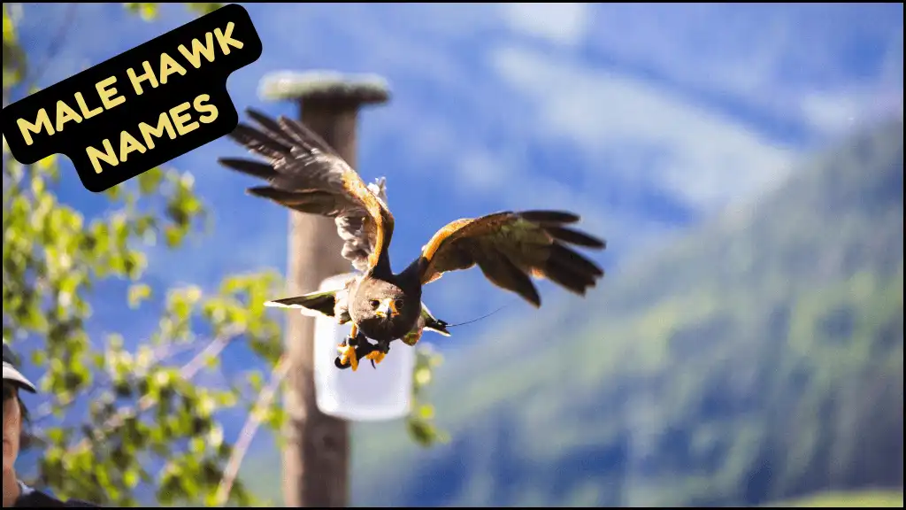 A Hawk is flying in the sky and trying to hunt food.