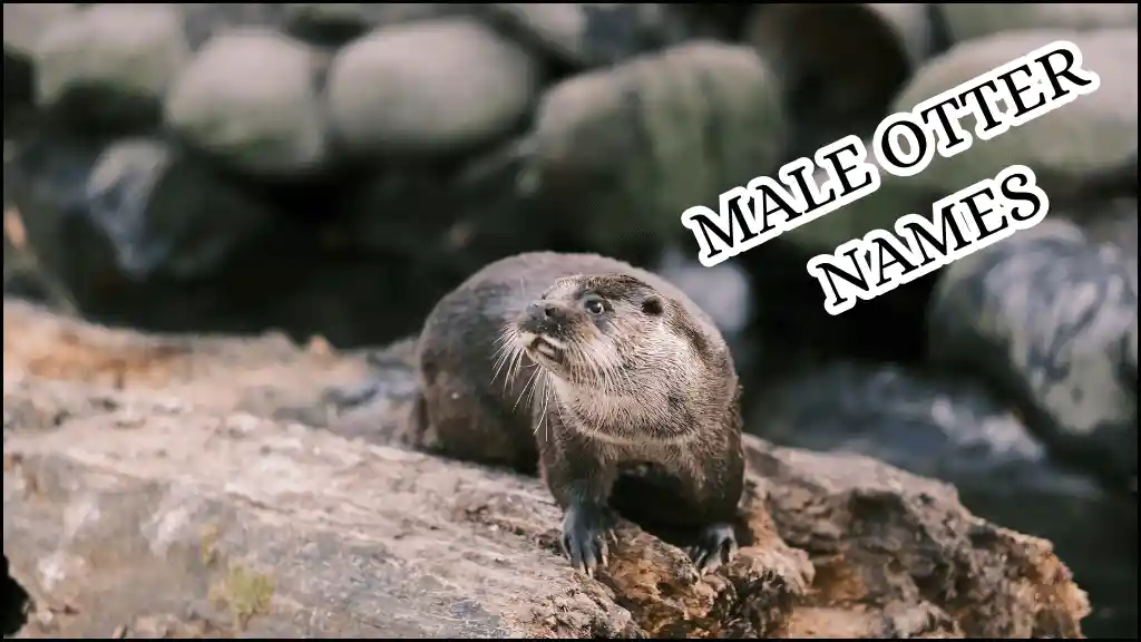 A male otter standing on the stones