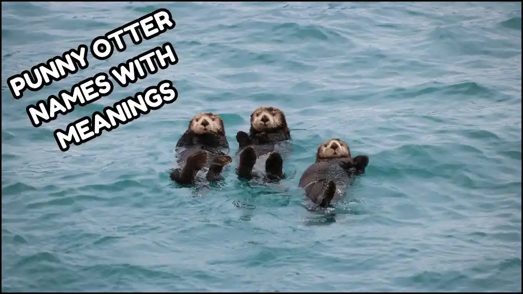 Otters are playing in the water