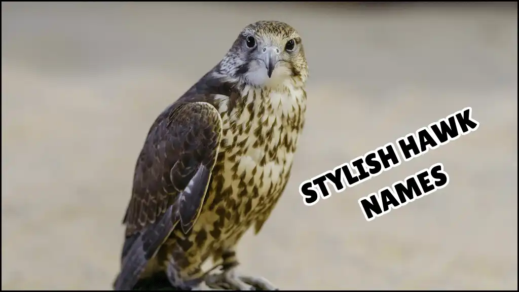 A hawk is seeing towards the food.