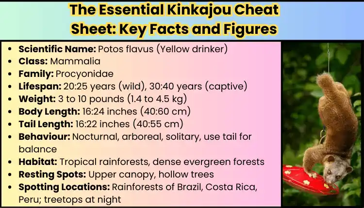 A list of cheat sheet facts and figures of kinkajou