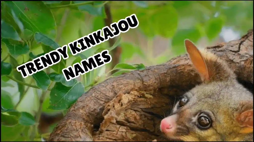 A kinkajou is sitting in a tree hole