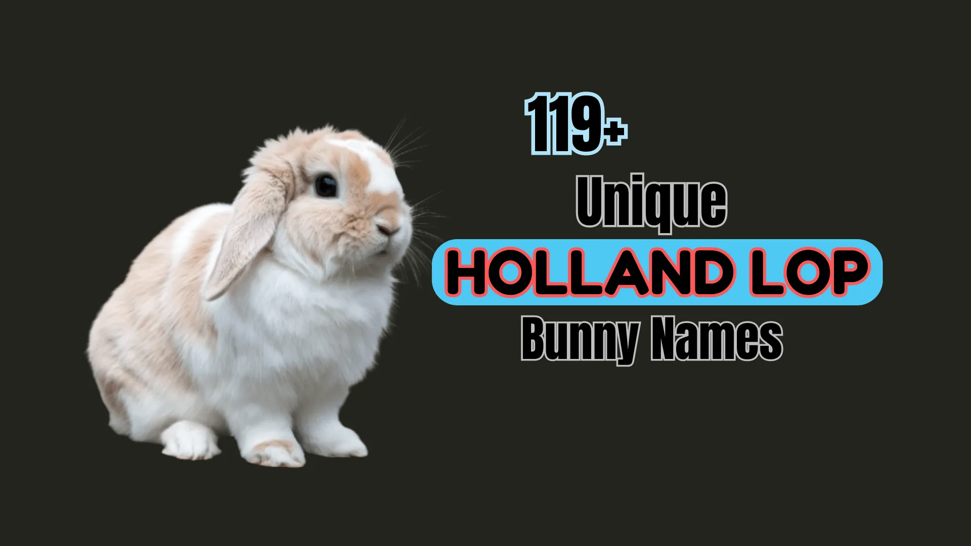119+ Unique Holland Lop Bunny Names [Meaningful Ideas]