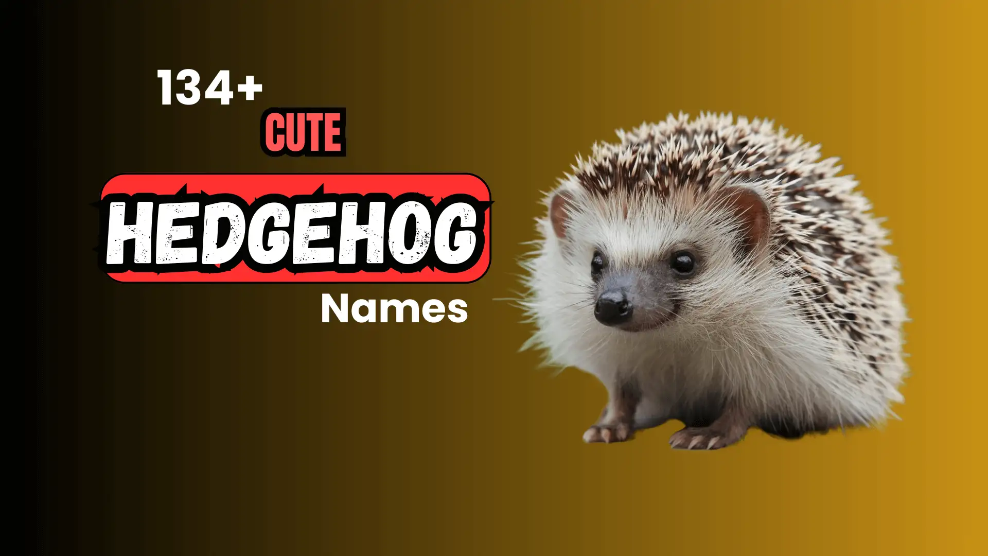 134+ Cute Hedgehog Names for Your Little Friend