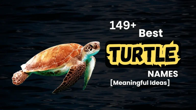 149+ Best Turtle Names [Meaningful Ideas]