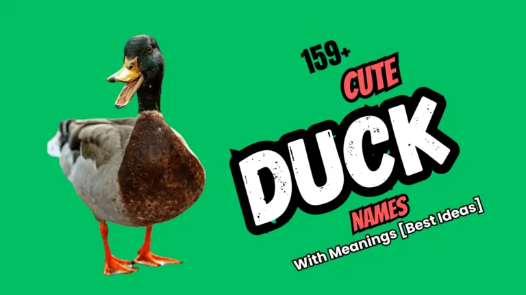 159+ Cute Duck Names with Meanings [Best Ideas]