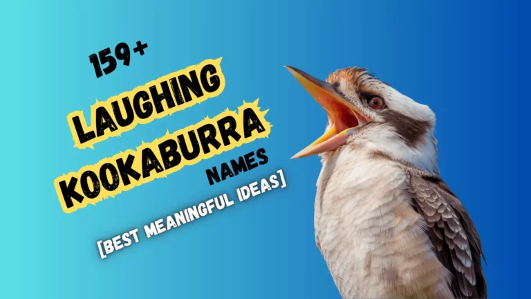 159+ Laughing Kookaburra Names [Best Meaningful Ideas]