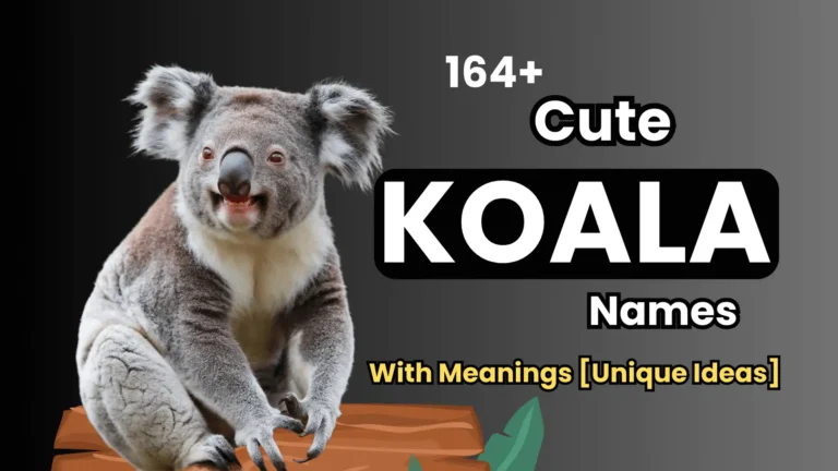 164+ Cute Koala Names with Meanings [Unique Ideas]