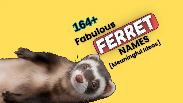 164+ Fabulous Ferret Names [Meaningful Ideas]