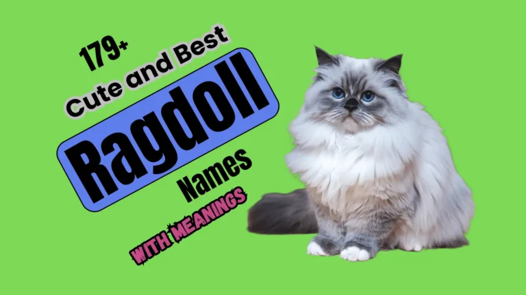 179+ Cute and Best Ragdoll Names with Meanings