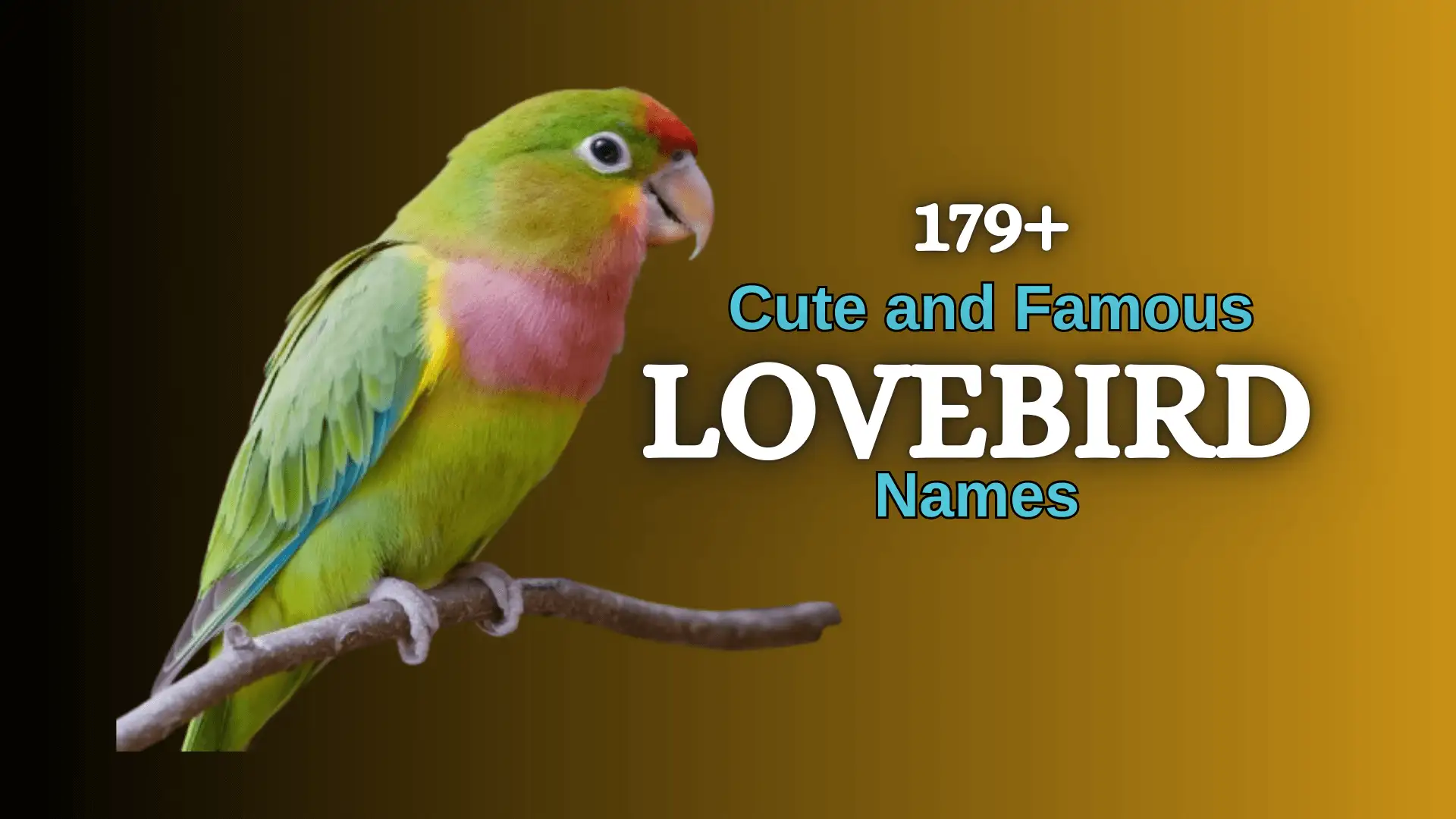 179+ Cute and Famous Lovebird Names [Meaningful Ideas]