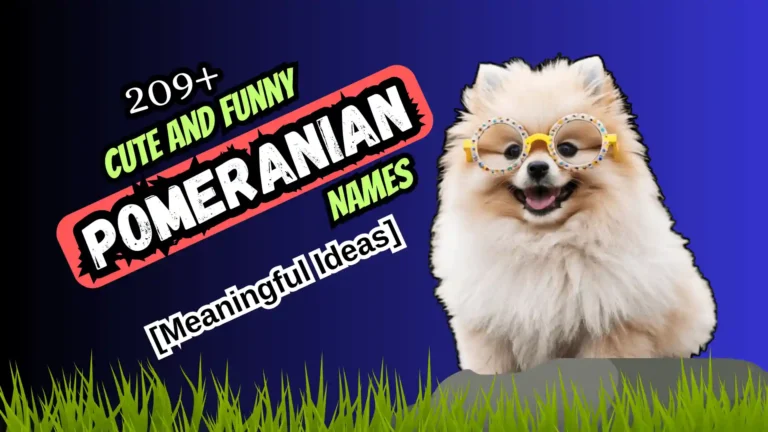 209+ Cute and Funny Pomeranian Names [Meaningful Ideas]