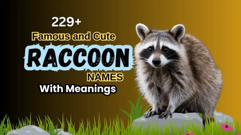 229+ Famous and Cute Raccoon Names with Meanings