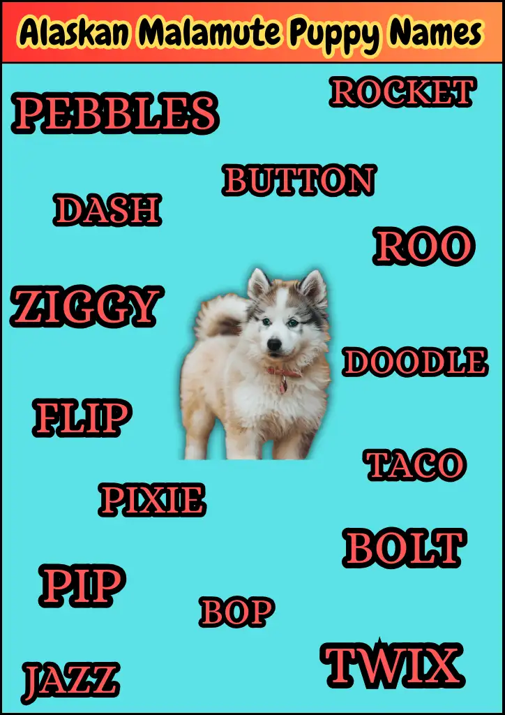 A list of cute Alaskan Malamute Puppy Names Infographic