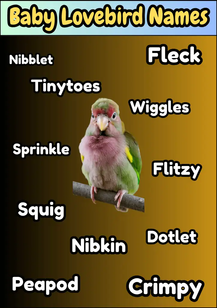 Baby Lovebird Names Infographic