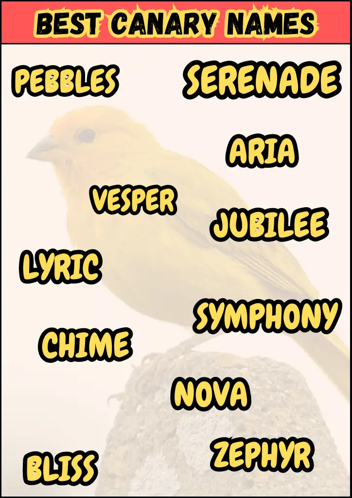 A list of best Canary names Infographic