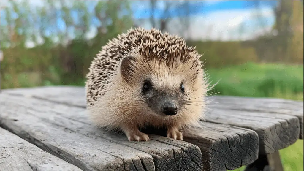 Best Girl Hedgehog Names
