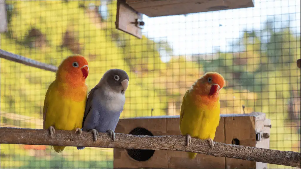 Best Lovebird Names