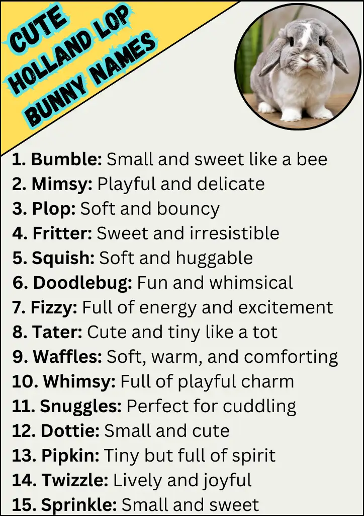 Cute Holland Lop Bunny Names Infographic