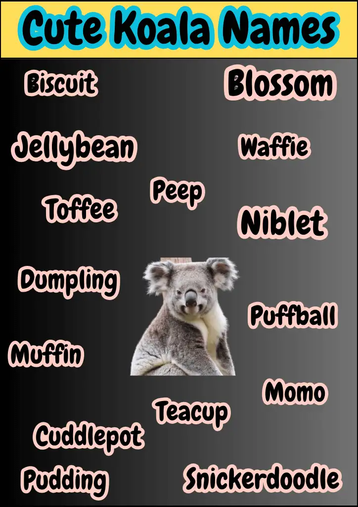 164+ Cute Koala Names With Meanings [Unique Ideas] - Namesbranch.com