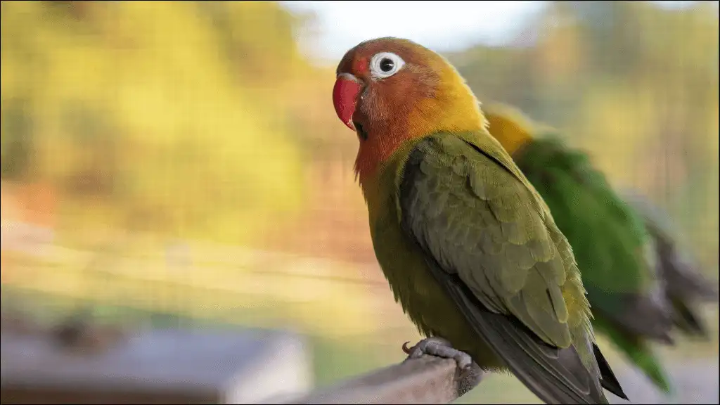 Cute Lovebird Names