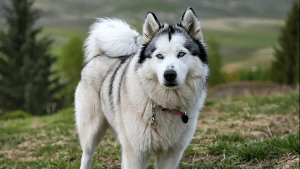 Cute Names for Alaskan Malamute