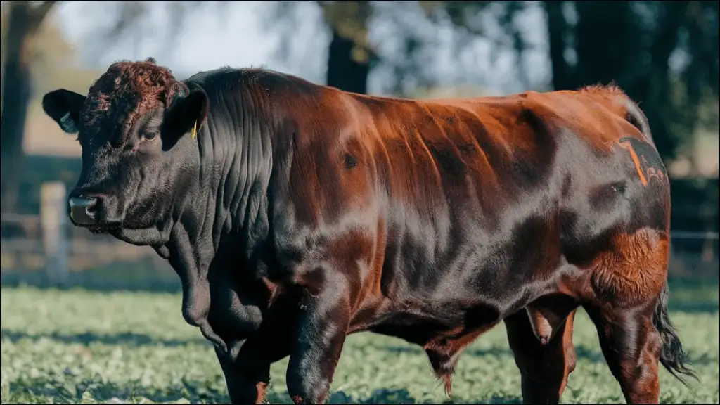 Famous Bull Names