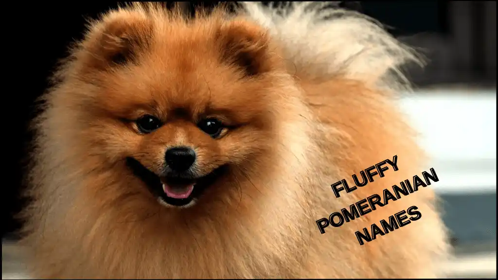 A fluffy Pomeranian is smiling.