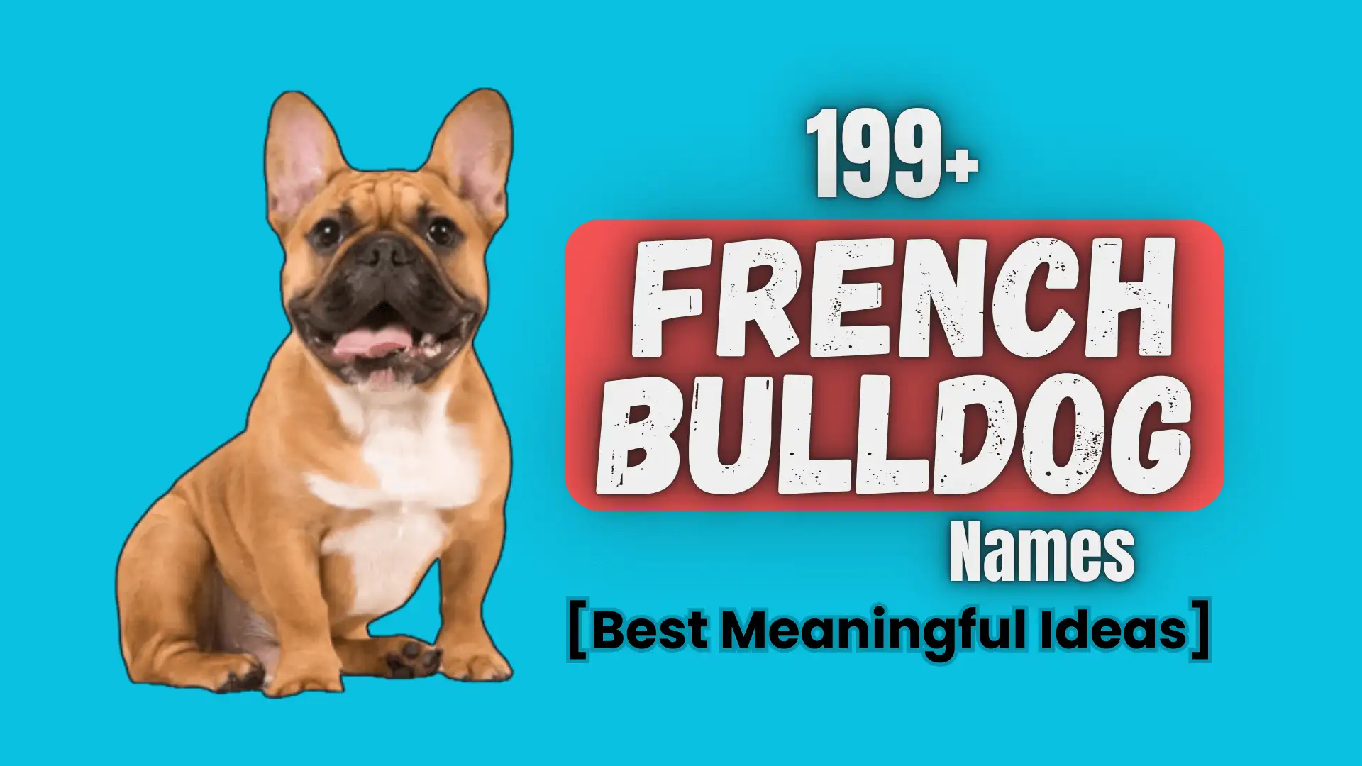 199+ French Bulldog Names [Best Meaningful Ideas]