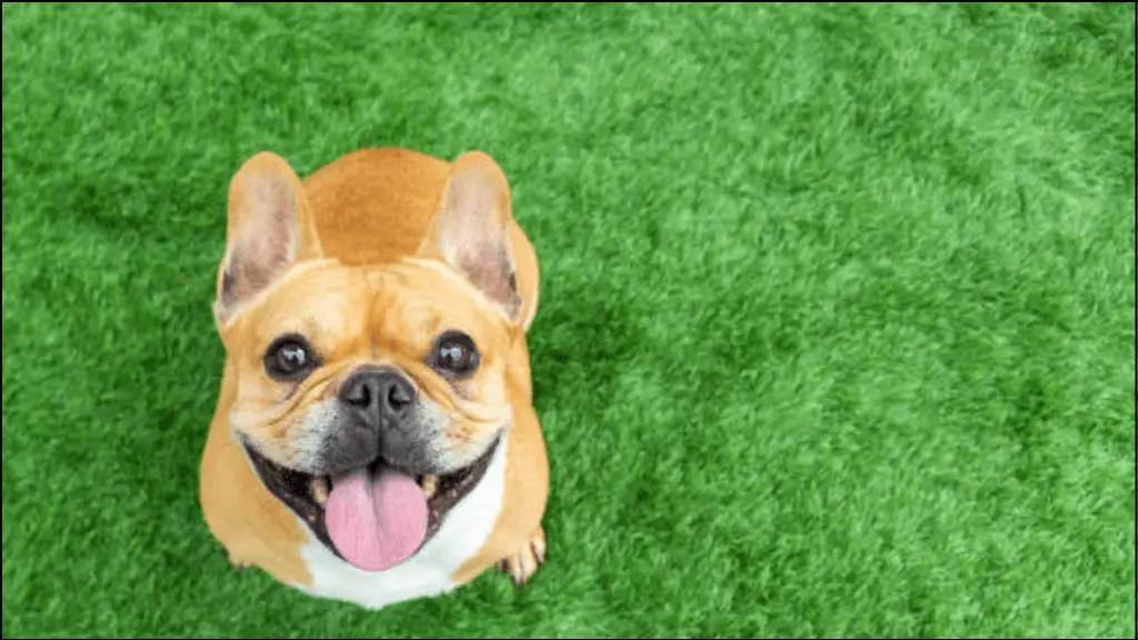 A French Bulldog Puppy is looking towards the sky.