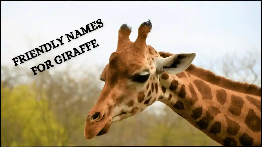 a giraffe with its head in the air