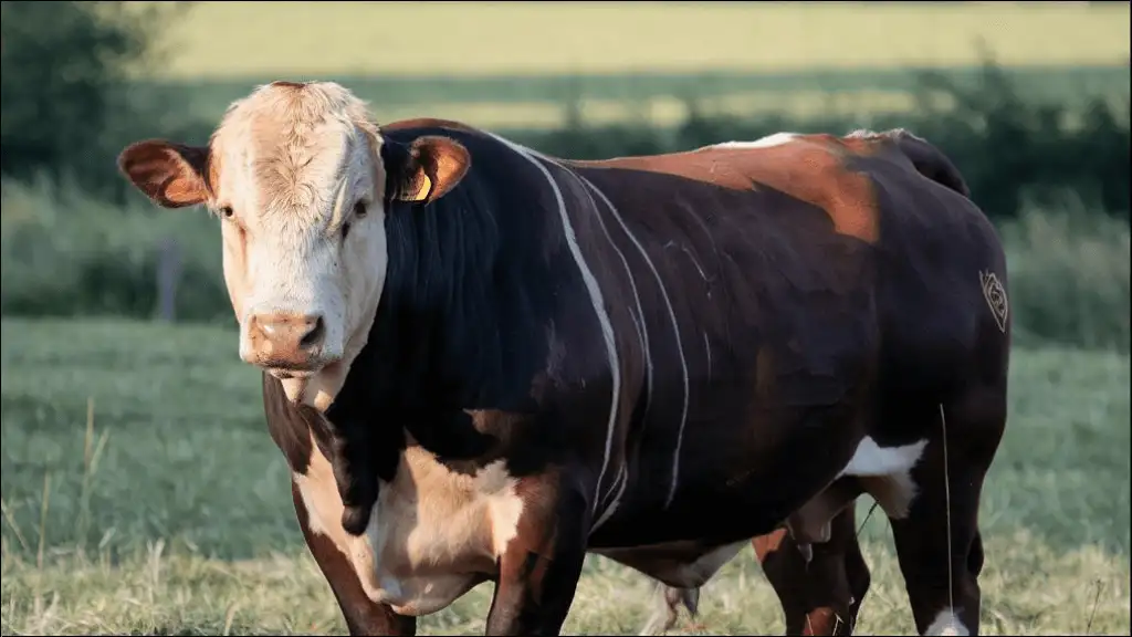 Funny Bull Names