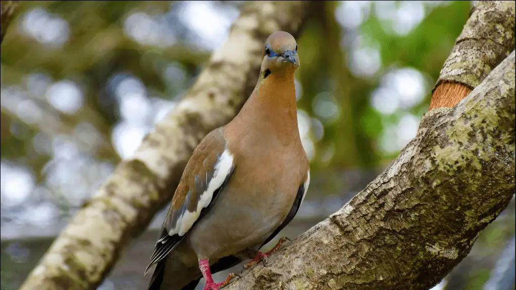 Funny Dove Names