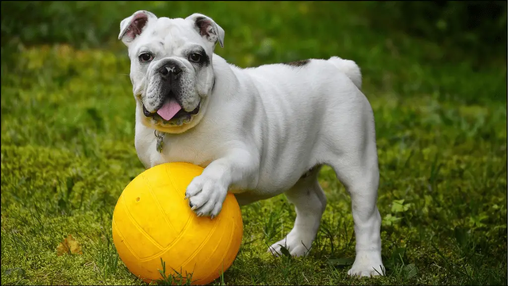 a funny French Bulldog is playing with a ball.