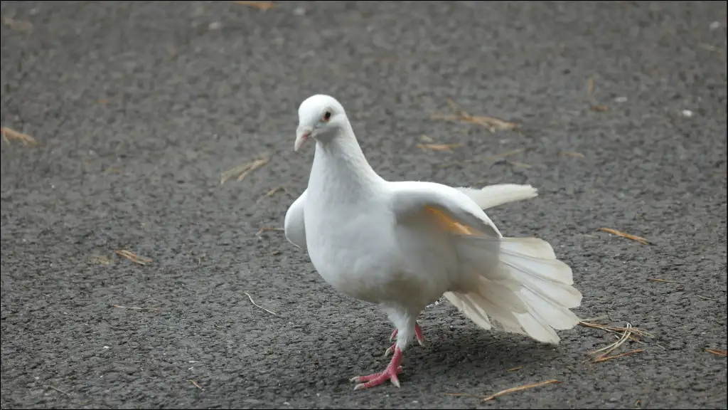 Good Dove Names
