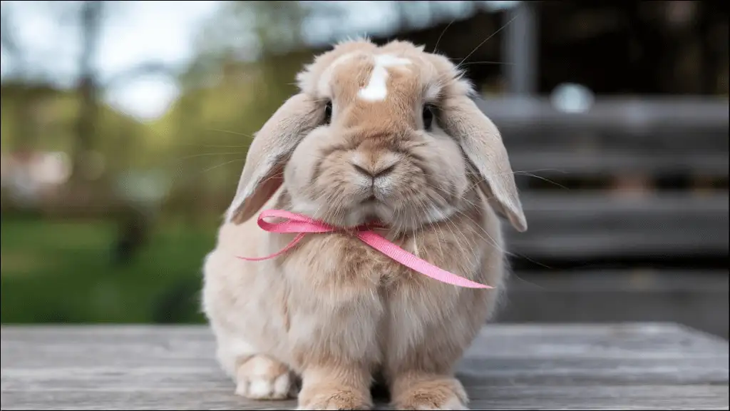Holland Lop Female Names