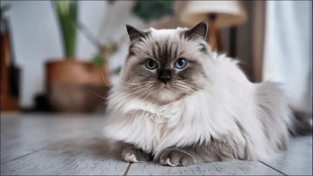 Names for Blue-Eyed Ragdoll Names