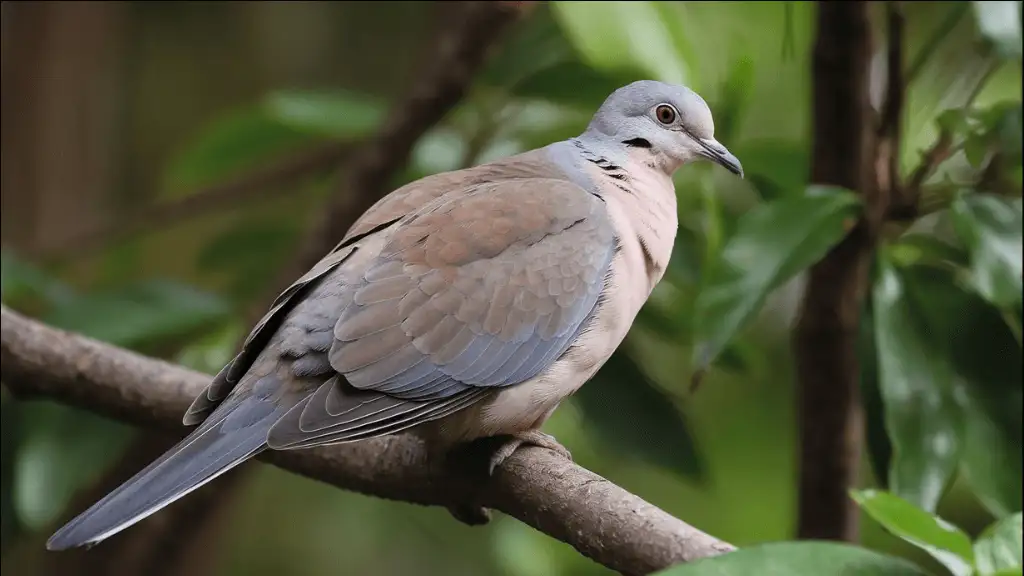 Names for Female Dove