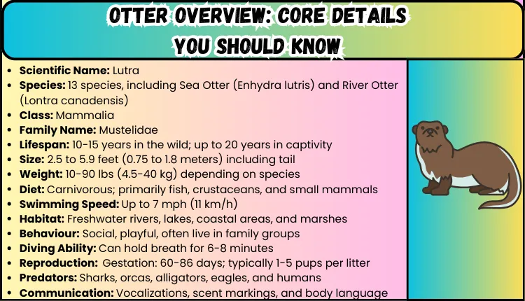 overview core details about Otter