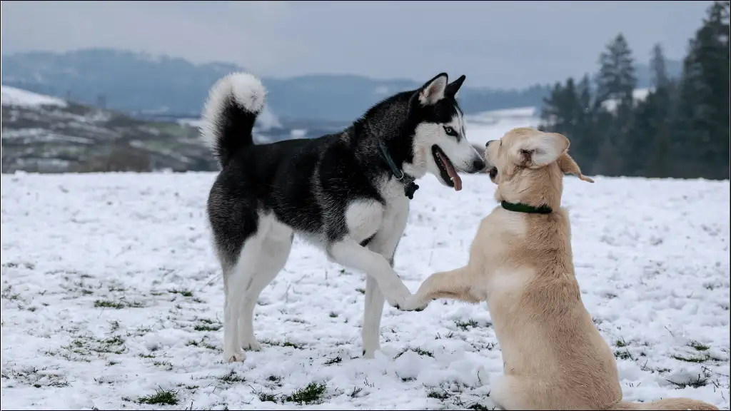 Pop Culture Alaskan Malamute Names