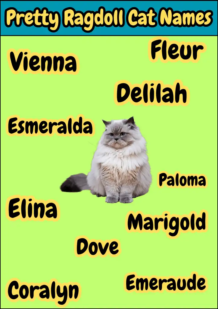 Pretty Ragdoll Cat Names Infographic