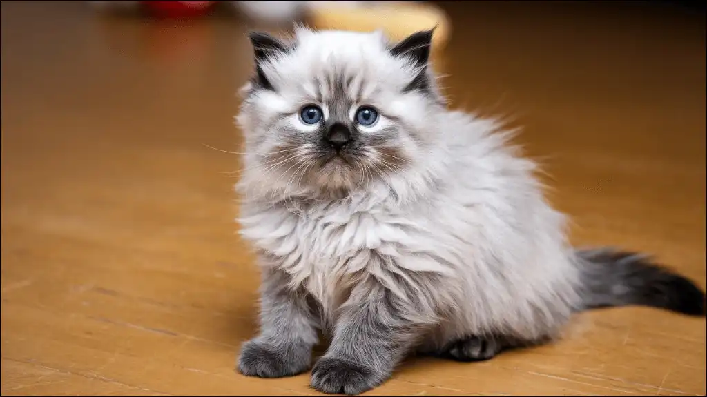 Ragdoll Kitten Names