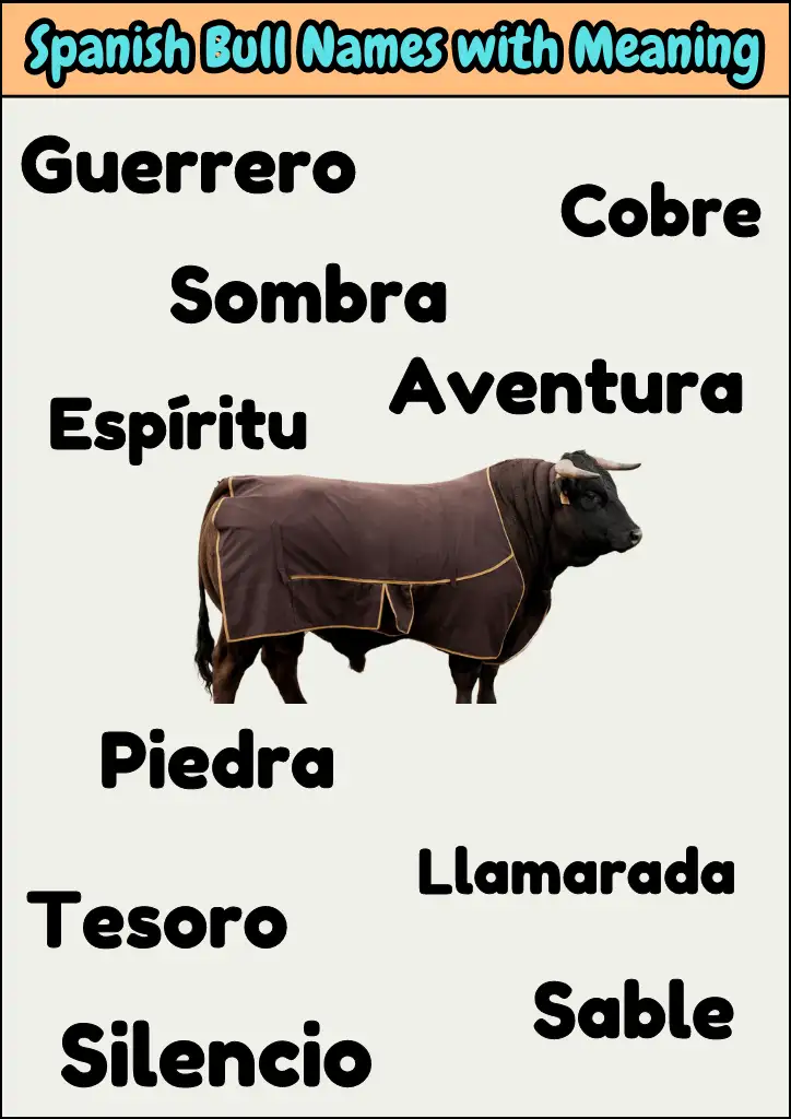 Spanish Bull Names with Meaning Infographic