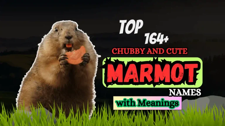 Top 164+ Chubby and Cute Marmot Names with Meanings