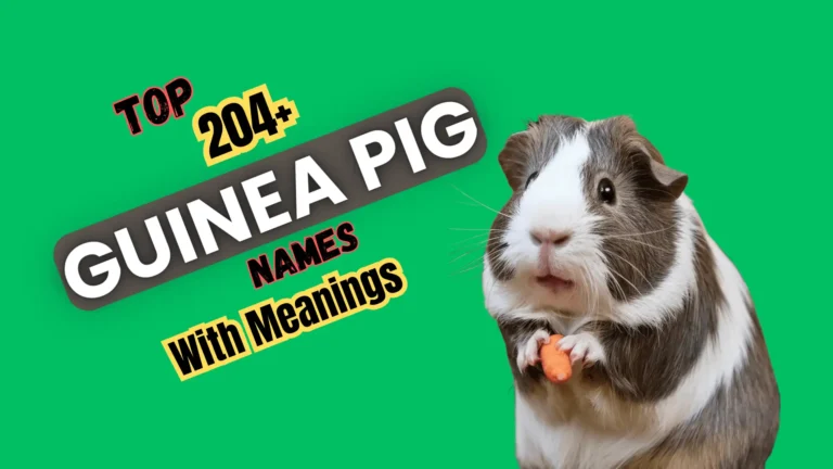 Top 204+ Guinea Pig Names with Meanings