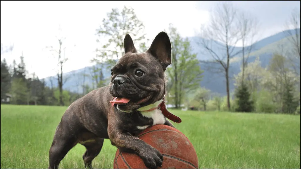 A top French Bulldog is playing with a ball on the grass.